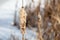 Fluff on the reeds in nature.