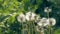 Fluff with seeds dandelions flies with slow motion video