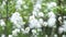 Fluff in the swamp. Close-up of cotton grass blooming in july in europe