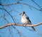 Fluffed up Blue Jay, Cyanocitta cristata