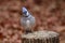 Fluffed up Fall Blue Jay