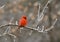 Fluffed up male Northern Cardinal sitting on an ice covered tree branch