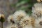 Fluffs of faded catsear (Hypochaeris radicata) flowers