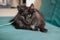 Fluffu grey mongrel cat laying on the turquoise sofa