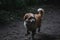 Fluffy adorable dog running in the woods