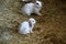 Fluffy and adorable rabbits on the grass in the farm