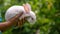 Fluffy and adorable Red eyed Albino white rabbit resting on the warmth of a young girl`s hands, light passing through long ears