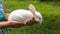 Fluffy and adorable Red eyed Albino white rabbit resting on the warmth of a young girl`s hands, light passing through long ears