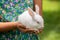 Fluffy and adorable Red eyed Albino white rabbit resting on the warmth of a young girl`s hands, light passing through long ears