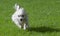 Fluffy adorable white dog running on the grass field