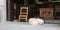 Fluffy and adorable white labradoodle dog lying on the ground