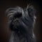 fluffy affenpinscher dog