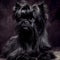 fluffy affenpinscher dog isolated on background