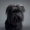 fluffy affenpinscher dog isolated on background