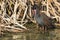 Fluffy African rail sitting in dry reeds to warm in a morning sun