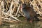 Fluffy African rail sitting in dry reeds to warm in a morning sun