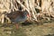 Fluffy African rail sitting in dry reeds to warm in a morning sun