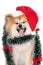 Fluffy akita dog in Santa hat portrait on white background