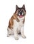 Fluffy Akita Sitting Over White Background