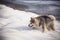 Fluffy Alaskan Malamute playing in snow