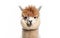 A Fluffy Alpaca with a Curious Expression Isolated On a Sunny Meadow -Generative Ai