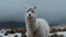 Fluffy alpaca poses for winter portrait adventure generated by AI