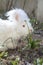 Fluffy angora rabbit eating herbs on grass