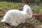 Fluffy angora rabbit eating herbs on grass