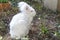 Fluffy angora rabbit eating herbs on grass