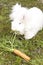 Fluffy angora rabbit eating herbs on grass