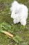 Fluffy angora rabbit eating herbs on grass