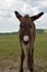 Fluffy Baby Burro Standing in a Grass Field