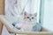 A fluffy baby cat lounges on the shelf hanging by the window inside the house