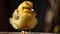 Fluffy baby chicks on farm, cute innocence generated by AI