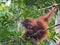 Fluffy baby-orangutan sits on a branch (Indonesia)