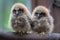 fluffy baby owls perching on branch, looking out at the world with curious eyes
