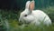 Fluffy baby rabbit sits on green grass, eating peacefully outdoors generated by AI