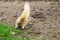 The fluffy, back end of a scampering, rare, young white squirrel, in search for food, after a morning storm.