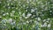 Fluffy beautiful dandelions in field. A large field of fluffy dandelions.