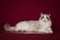 Fluffy beautiful white cat ragdoll with blue eyes, posing lying on red background.