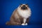 Fluffy beautiful white cat ragdoll posing while sitting on a studio blue background.