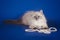 Fluffy beautiful white kitten of Neva Masquerade with blue eyes, posing on blue background with beads.