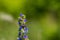 A fluffy bee feasting on nectar from an Echium vulgare. Echium vulgare, beautiful wildflowers