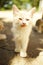 Fluffy beige kitten stands in a sunny summer yard