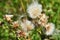 Fluffy Beige Milk Thistle Seeds Close Up