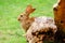 Fluffy beige rabbit in green grass