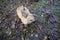 Fluffy beige rabbit walks on lead on wet leaves