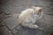 Fluffy beige white kitten sitting on the stone road