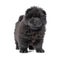 Fluffy black chow-chow puppy, isolated on white background