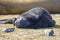 Fluffy black Seal pup. Southern Elephant Seal Pup.